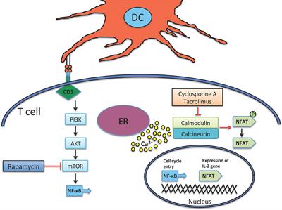 Current Preventions and Treatments of aGVHD: From Pharmacological Prophylaxis to Innovative Therapies